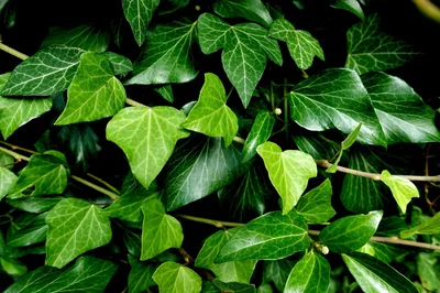 15 plantes grimpantes persistantes pour cacher un mur avec élégance en 2026