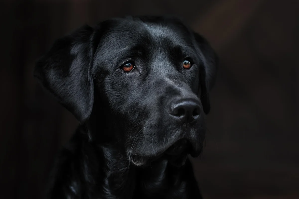 Chien détecteur vs inspection humaine : le match du coût