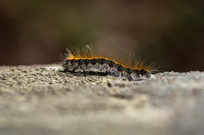chenille