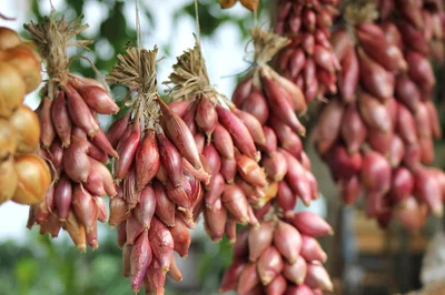 Comment planifier un potager familial pour débutants en 2026 : guide complet